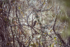 White-throated Sparrow (Was: Mystery bird - can you ID?)