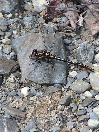 dragonflies dragonfly insects insectes odonata anisoptera libellules odonates gomphidae gomphusexilis anisoptères gomphidés lancetclubtails gomphesexilés