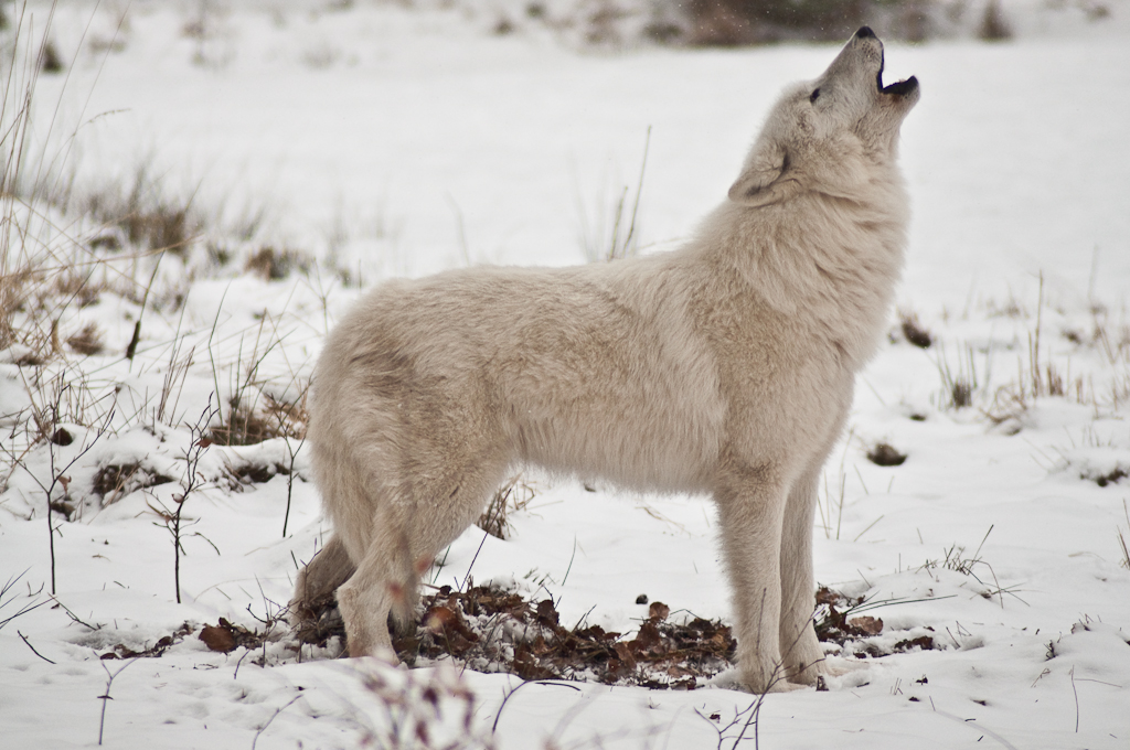 Canis lupus arctos) .