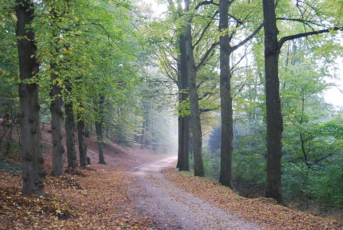 autumn light holland forest licht path herfst pad bos wald achterhoek gelderland paasberg terborg paasberglaan