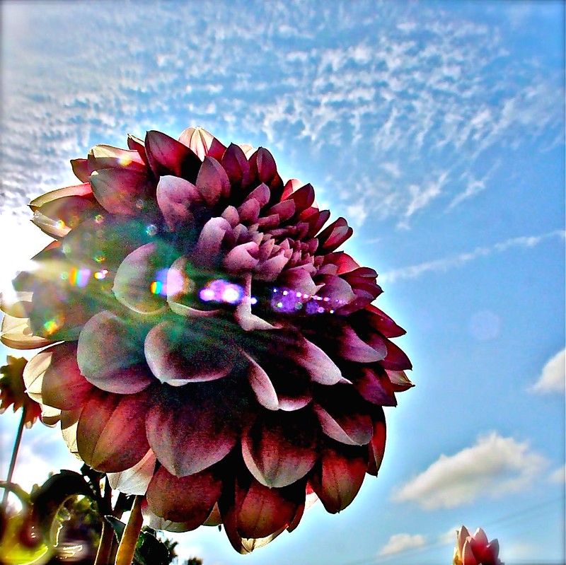 Flower of  the Sun