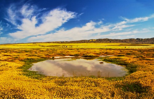 california flowers vacation woman flower color reflection nature girl beautiful sunshine yellow clouds canon wonder landscape carpet amazing photographer vernal scape wildflower nationalmonument vernalpool carrizoplain carrizo tidytips temblor goldenfields droh blanketed p1f1 mikaku dailyrayofhope canon7d doliveck balifornian baliforniancom michaeldoliveck