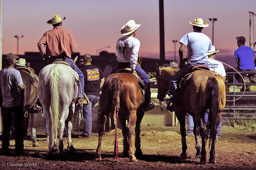 sunset arizona horse three cowboy rodeo marana teamroping nikond90 ©diannewhite