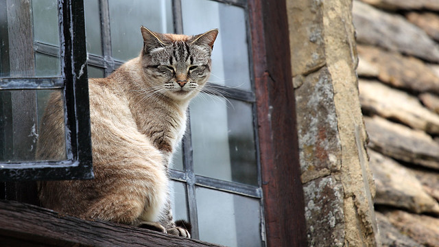 Bibury cat