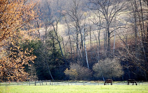 horses spring upstatenewyork elkcreek schenevus otsegocounty edbrodzinsky