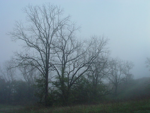 morning autumn trees tree green fall nature fog landscape tn tennessee foggy east rex easttennessee brittain oliversprings rexbrittain rabrittain poplarcreekrd oliverspringstn