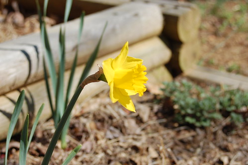 flowers spring daffodil