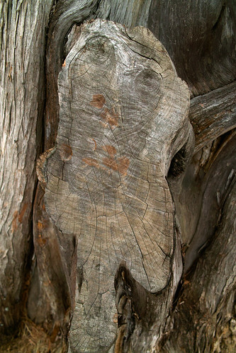 winter tree southcarolina cedar scar aiken sawcut