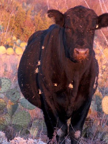 arizona usa animals cowboys cacti desert unitedstatesofamerica gps mammals 2009