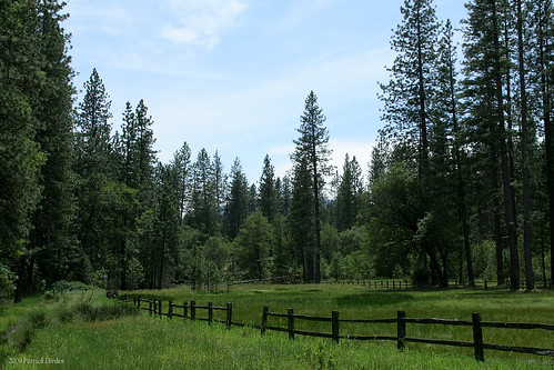 california lake grass northerncalifornia pine fence meadow lochlomond grasslands lakecounty ponderosapine seasonallake colecreek lakecountyca lochlomondca