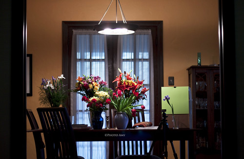 flowers studio diningroom 50mmf18 viewfromlivingroom canoneos50d