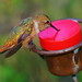 Hummingbird at feeder (200mm / 300mm; 1/200; f/4)