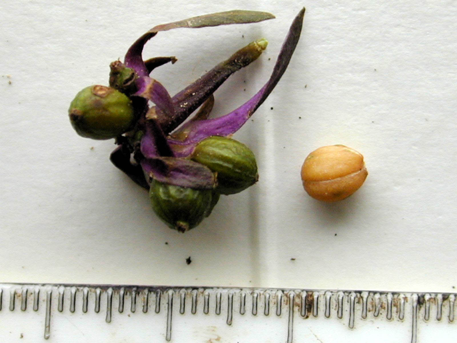 Psychotria officinalis image