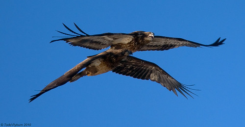 birds animals flickr wildlife baldeagle mississippiriver eagles 2010 baldeagles raptures lockdam14