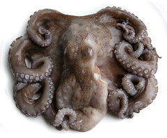  Verse Octopus van de markt 
