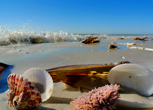 ocean shells beach sand waves florida sandy wave bluesky scallop urchin sanibel sanibelisland barnacle gulfcoast oceanic sanibelislandfl sandpiperseyeview