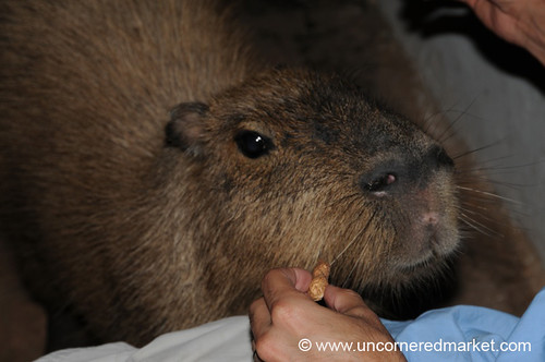 animals concepcion paraguay capybara aes waterpig elroble