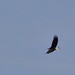 eagle  in Bosque del Apache