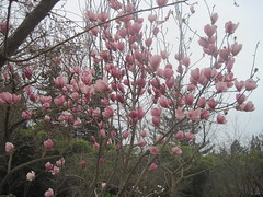 not cherry, but a tulip tree