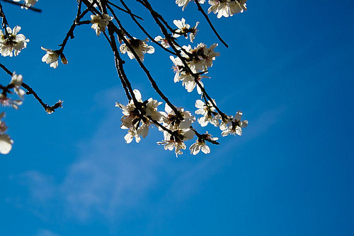 sky sun flower branch cielo sole fiore ramo pruno anawesomeshot lucaramacciotti lucaram canoneos1000d