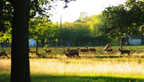 sunset field pentax running deer herd axis goldenhour fleeing kiron project365 k2000