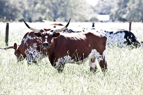 october texas cows fences longhorns 2009 roundtop roundtoptexas invescobr
