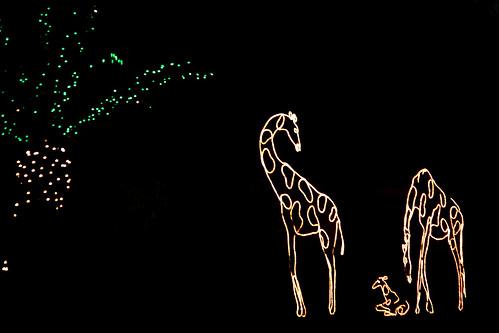 christmas tree beach night zoo lights gulf florida palm breeze pensacola pensacolabeach giraff 7070 giraffs
