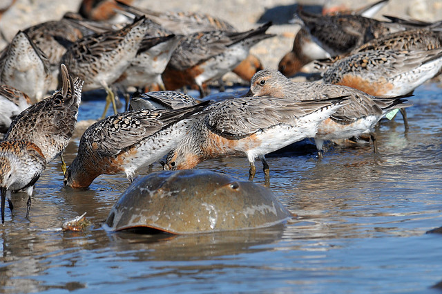 Red Knot and Horseshoe Crab