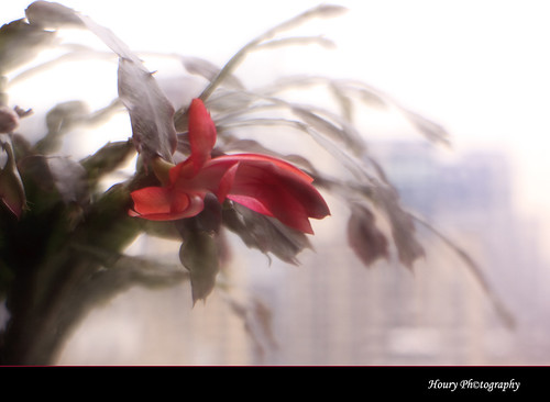 cactus flower lensbaby houry photoghraphy canon50d