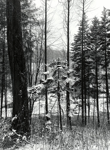 schnee trees winter snow landscape ilford fp4 heimat swa alpa adox autaut moerschphotochemie se6blue mt1selenium rollfilm6x8 adoxmcc110 ecofilmentwickler