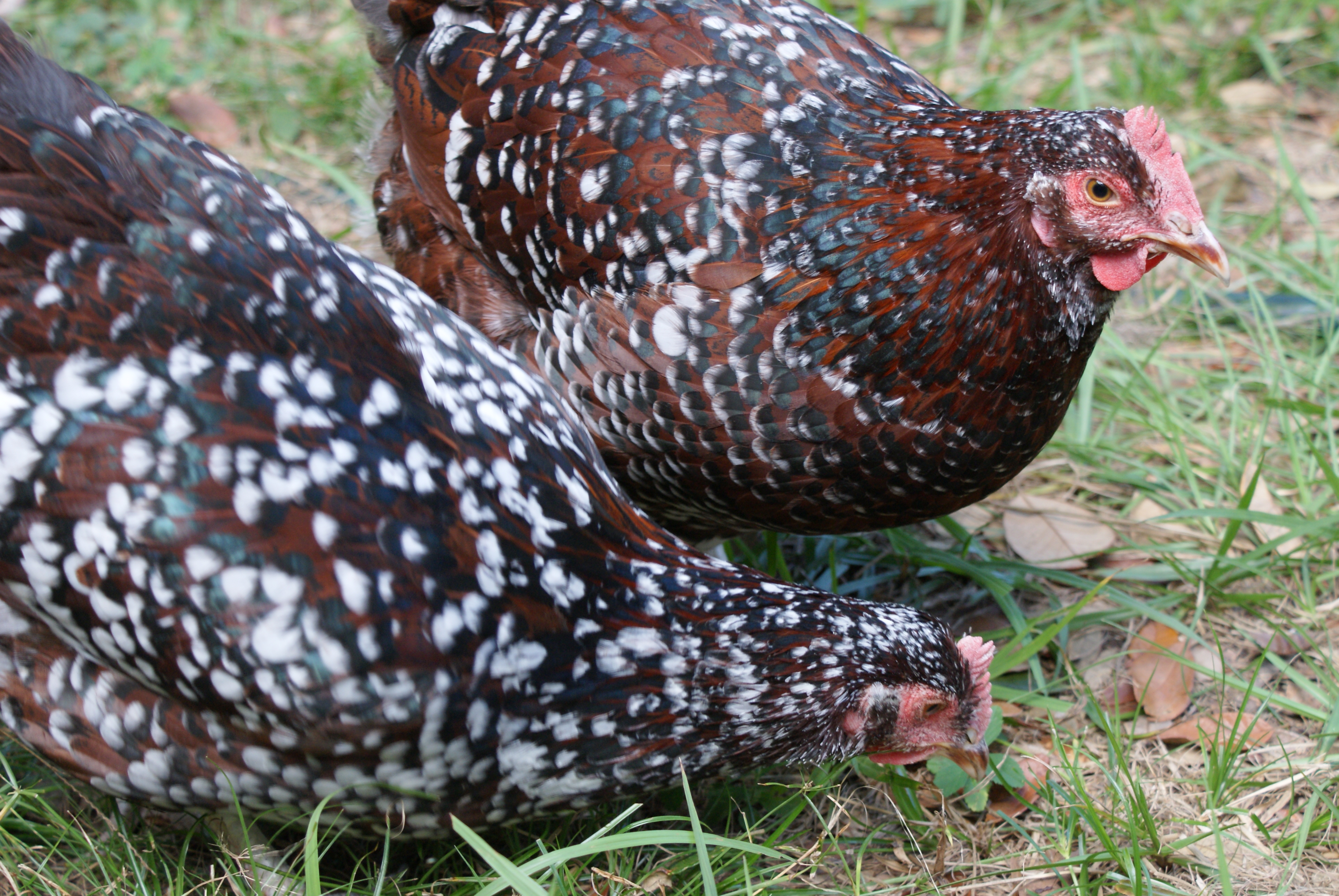 Laying Chicken Breeds Egg Speckled Sussex Eggs Chickens Lay Keeper Shooting...
