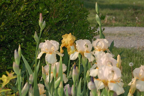 iris flower nature yellow landscape group peach bloom beardediris clump persimmonpie septemberreplay