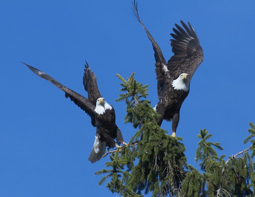 birds eagles raptors ohiowildlife ohioeagles pinelakeeagles
