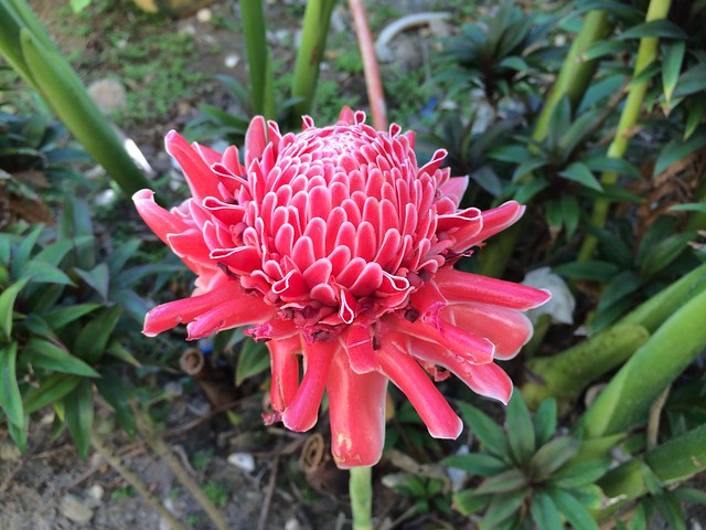 Red torch ginger