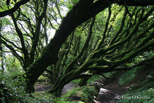 Magical Tree at Loch Hyne