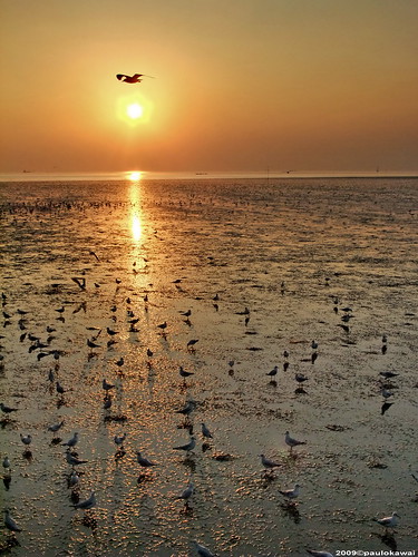 sunset thailand seagull tailandia thai poo bang gaivota pu samut samutprakan prakan s200exr