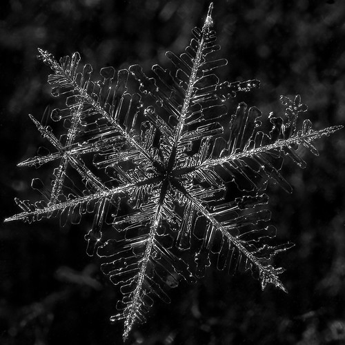 snowflake winter snow macro flake