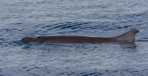 Dwarf Sperm Whale (Kogia sima) 16 Feb-10-11670