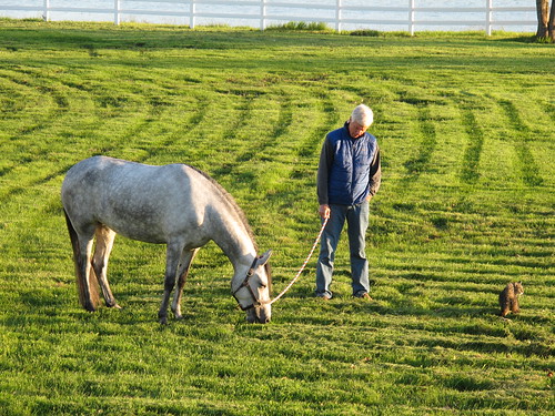 sunset horses fence river unitedstates newhampshire pasture ponies opa dover sorpresa bellamy pasofino sopi dvf eyefi ourhorses horsecat coorain sopibaby ourponies