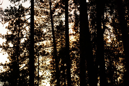 trees sunset pentax doesntgetanybetter k200d pentaxk200d campingwithmyboy pinevalleytrip troop43bsa
