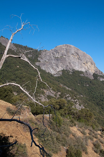 california usa mountain tree view sequoianationalpark