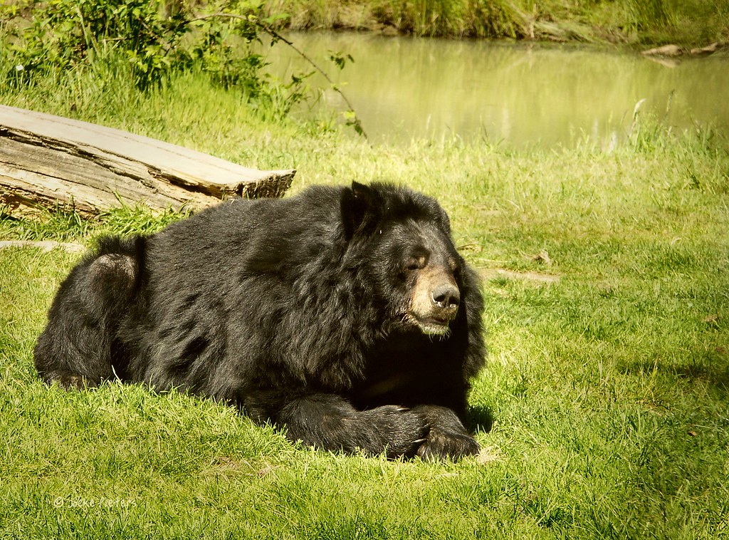 Медведь приморском крае. Белогрудый медведь. Гималайский медведь. Ursus thibetanus. Уссурийский белогрудый медведь.