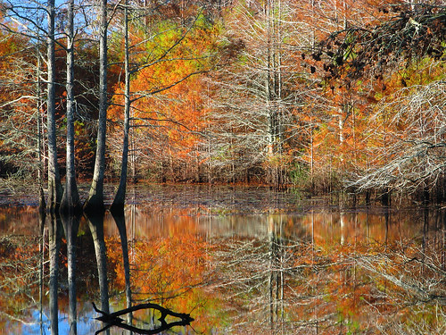 autumn trees reflection fall mississippi cypress refuge noxubee noxubeenationalwildliferefuge doylearm