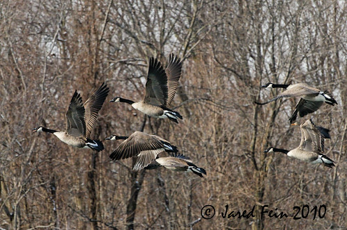 bird nature birds animals forest flying geese goose explore waterfowl canadagoose canadageese avian wetland naturesfinest anawesomeshot natureselegantshots sewerdoc ©jaredfein