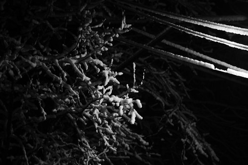 snow tree powerlines february 2010