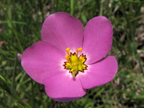 floridanativewildflower