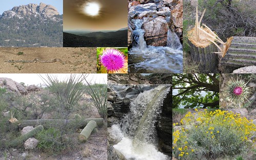 cactus snake thistle falls saguaro murdered brittlebush bullsnake arizonaash tanqueverdefalls helensdome
