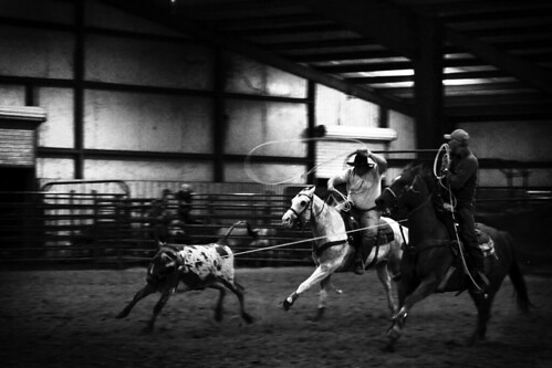horses horse usa oklahoma cowboys america cowboy rope bull arena riding western coleman ok calf wildwest roping lasso ucross