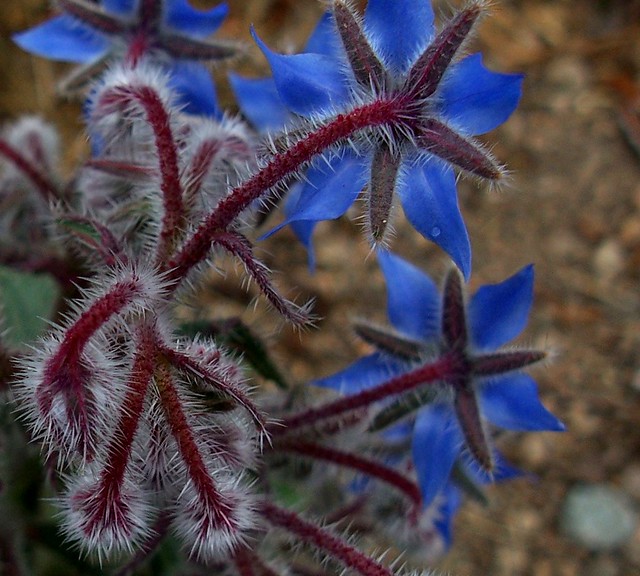 italian spring foods borage flower