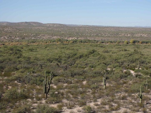 arizona plants usa mountains cacti landscapes desert unitedstatesofamerica gps 2009
